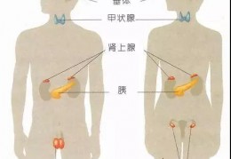 新生命凝胶平衡荷尔蒙 | 人体五大“生命腺”，内分泌专家教你这样养护