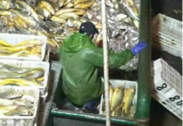 记者洪斌报道：石浦1对渔船1网捕上2.45吨野生大黄鱼卖了957万元