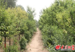 [菏泽有出现俩历吗]寻访菏泽古树：两历大难500年古树风貌犹存