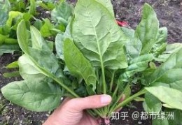 [哪些粮食秋天成熟早]秋天种什么菜，10种生活营养蔬菜！