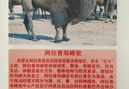 拉善丝驼奶粉沙漠白金奶中珍品，拉善丝驼驼奶品牌中的标杆